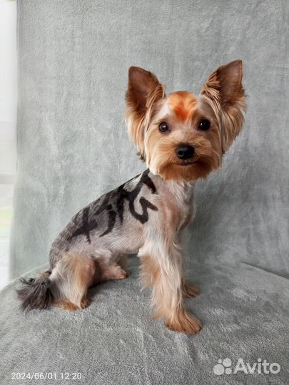 Груминг собак