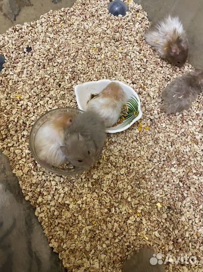 Ангорский хомяк