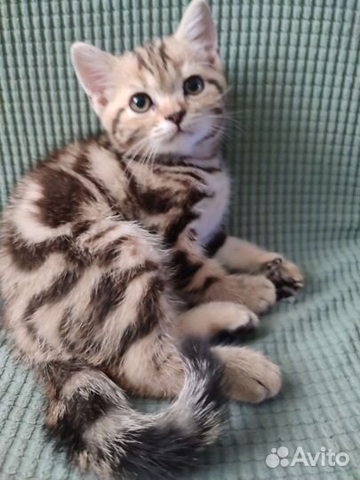 Шотландский прямоухий котëнок