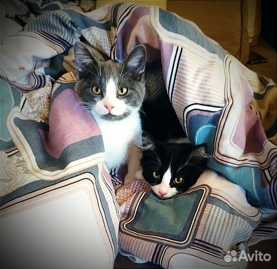 Нежный котенок