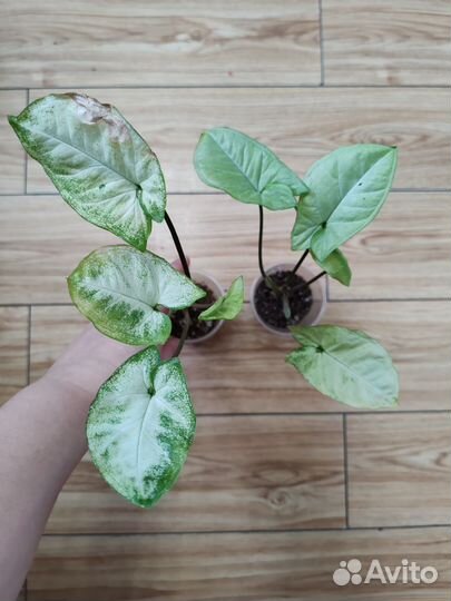 Сингониум, эпипремнум, оксалис