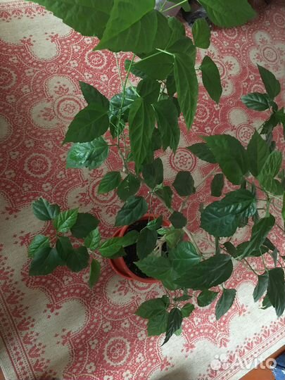 Комнатные цветы китайская роза