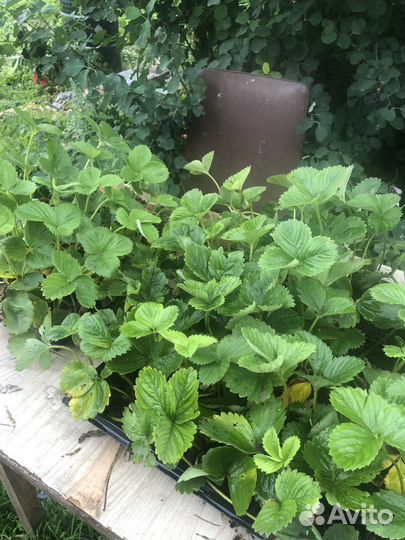 Саженцы клубники