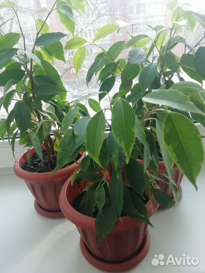 Фикус бенджамина