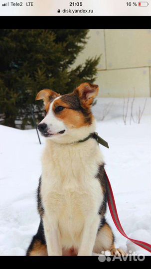 Собака бесплатно