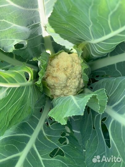 Капуста брокколи