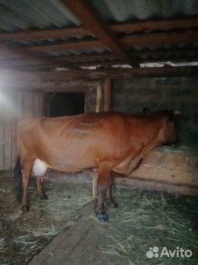 Годовалые бычки, тёлки