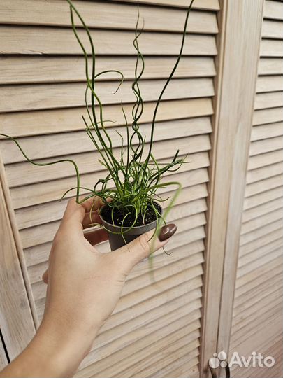 Ситник (Джункус) Спиралис