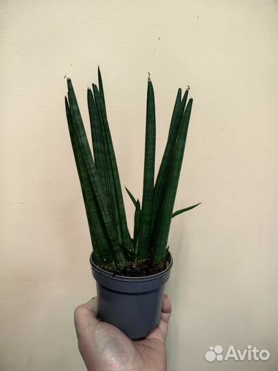 Сансевиерия цилиндрика