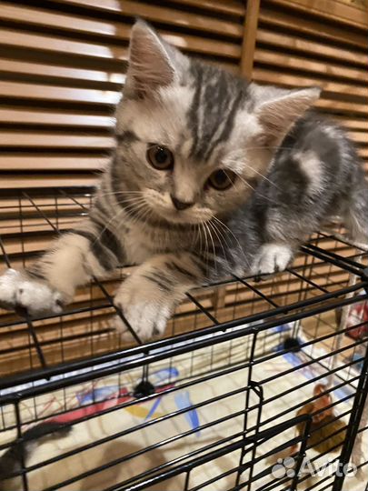Шотландский котик