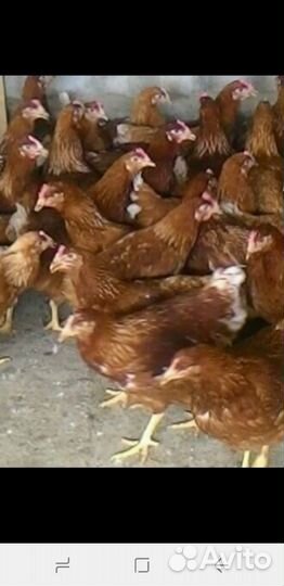Куры несушки