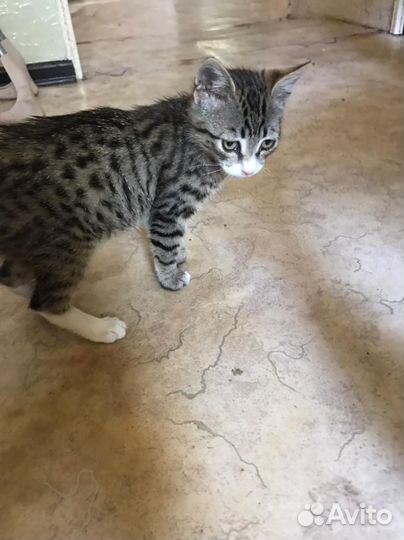 Европейская