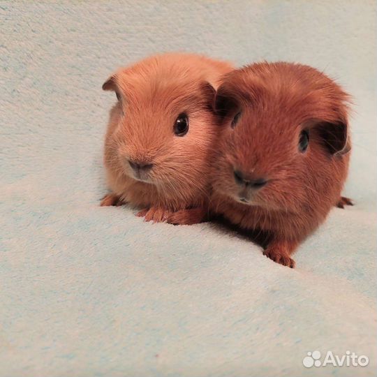 Морские свинки английские Крестеды