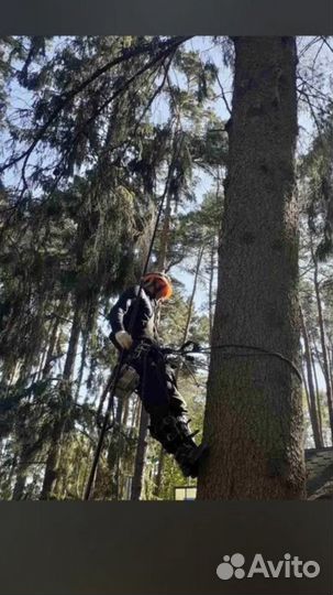 Спил деревьев.Расчистка участка.Арборист