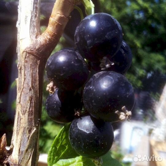 Саженцы черной смородины Тамерлан
