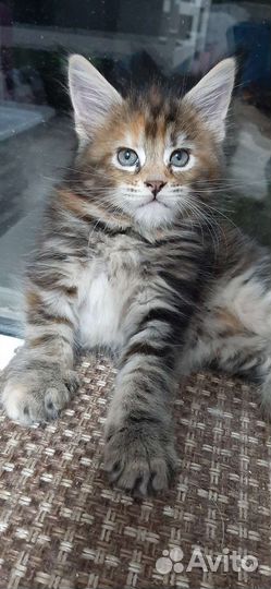 Котята мейн-кун