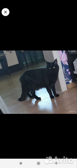 Котята мейн-кун