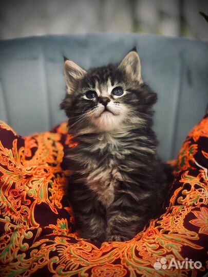 Кошки курильский бобтейл