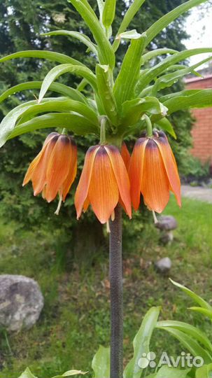 Рябчик императорский