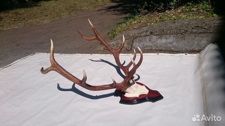 Рога изюбря