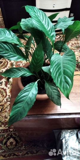 Спатифиллюм