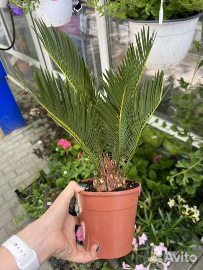 Цикас революта