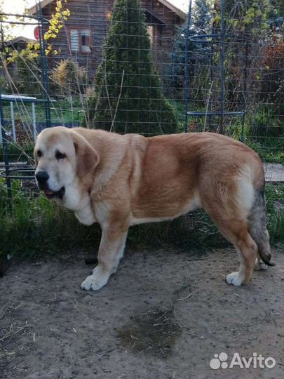 Щенки испанского мастифа