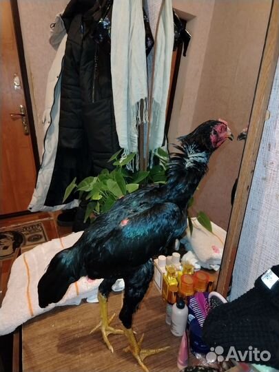 Бойцовый петух