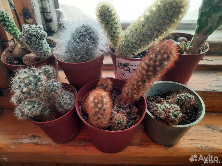 Кактусы
