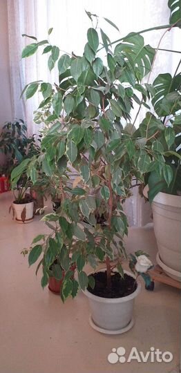 Фикус, пальма