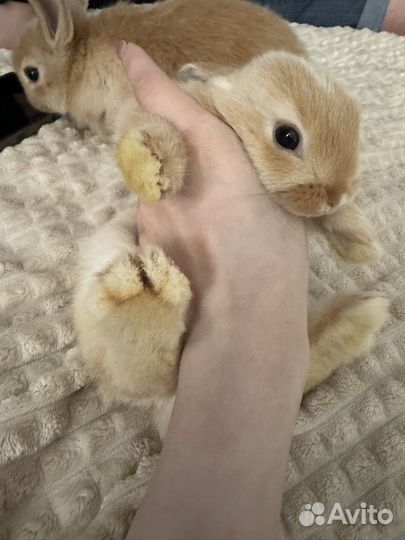 Карликовый кролик