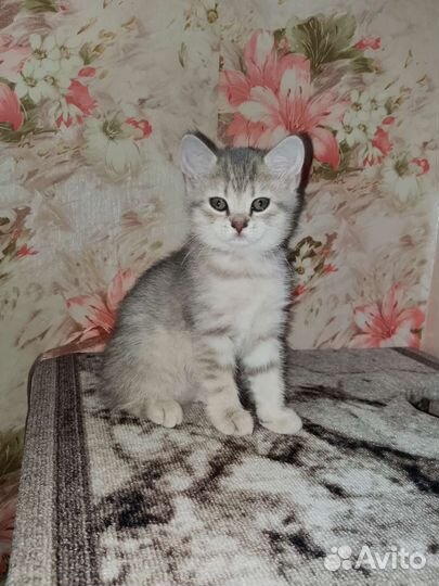 Шотландские котята