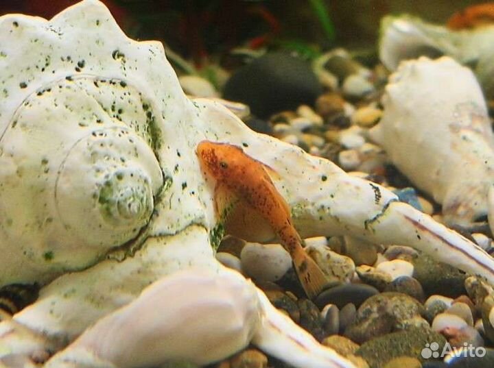 Анциструсы и Улитки Хелены