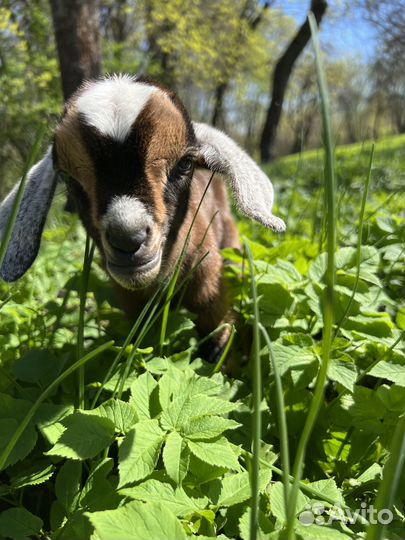 Нигерийские козы