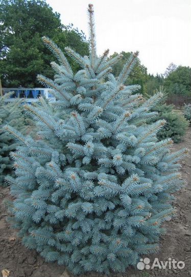 Ель колючая голубая Glauca globosa