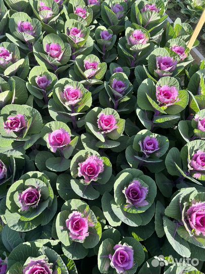 Брассика срез