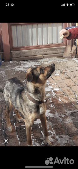 Собака