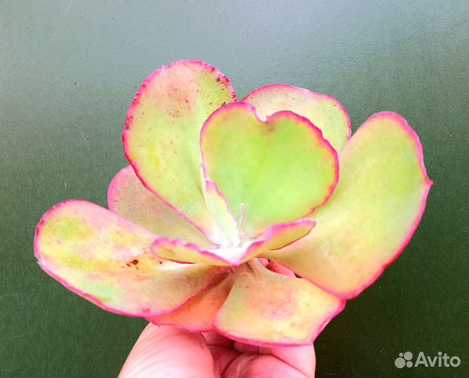 Эхиверия гигантская