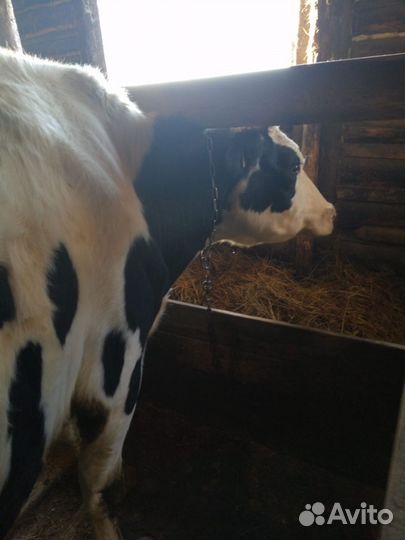 Коровы молочные
