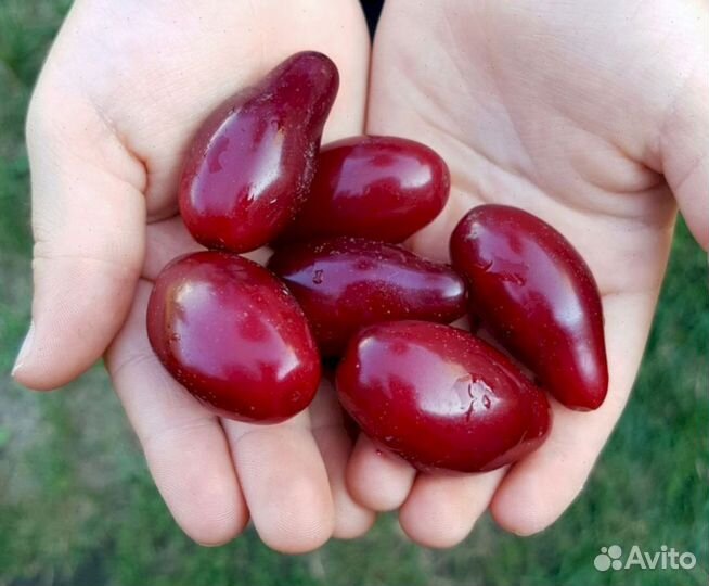 Саженцы кизила Владимирсский