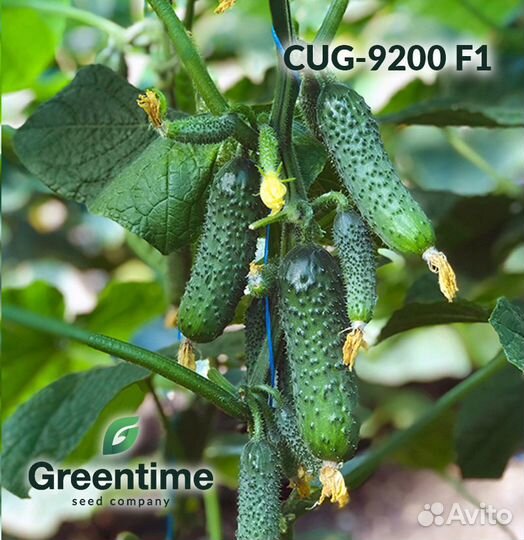 Семена огурца Хорс F1 (CUG-9200 F1)