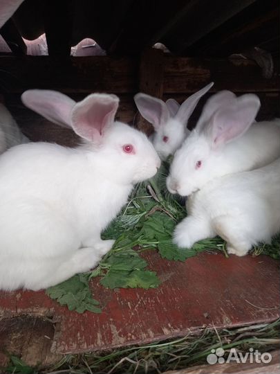 Крольчата белые