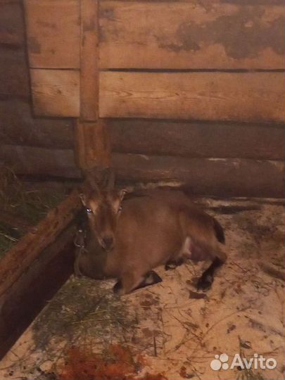 Коза дойная, стельная