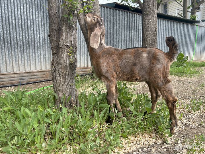 Козленок и козочка Англо-Нубийской породы