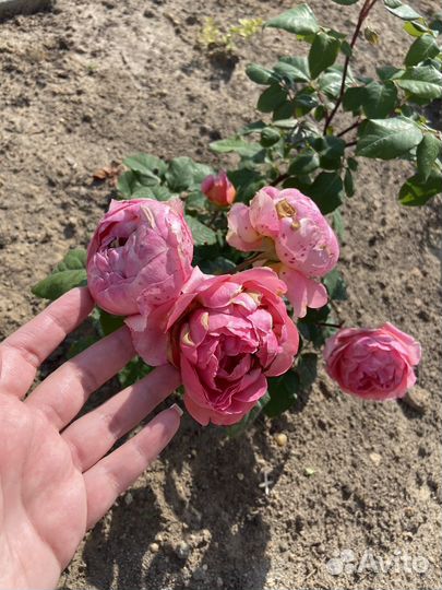 Английская роза Алан титчмарш