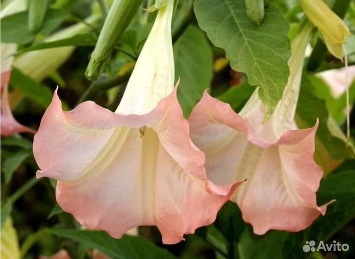 Бругмансия розовая и жёлтая