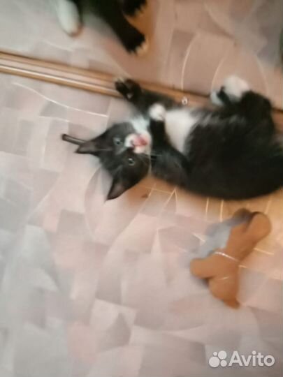 Шотландские котятки