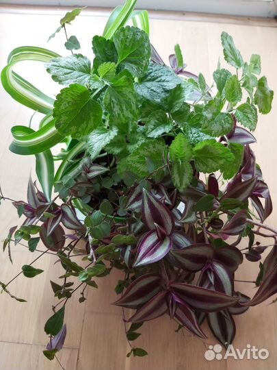 Композиция их различных вьющихся растений