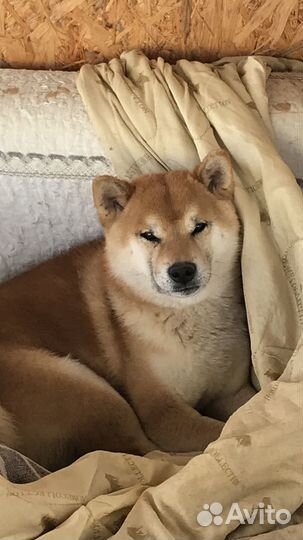 Кобель для вязки сиба ину