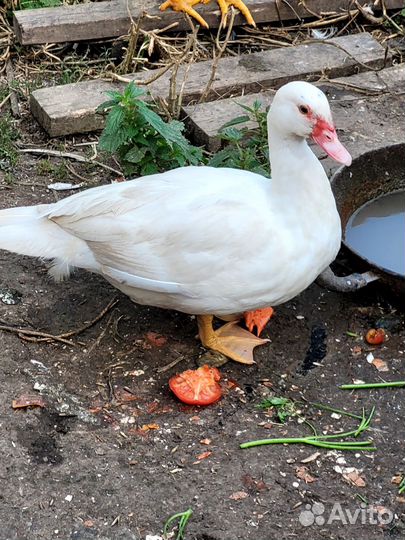 Мускусные утки